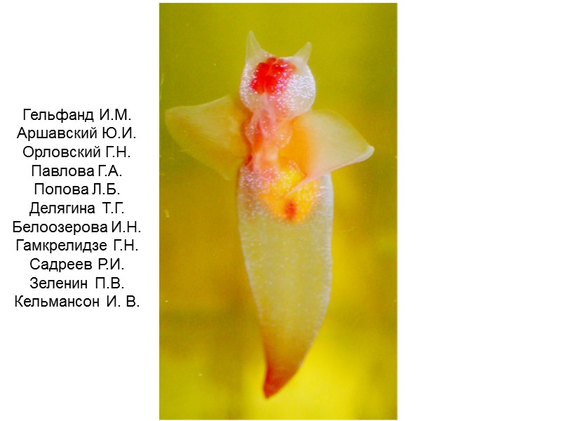 Гельфанд И.М. Аршавский Ю.И. Орловский Г.Н. Павлова Г.А. Попова Л.Б. Делягина Т.Г. Белоозерова И.Н.